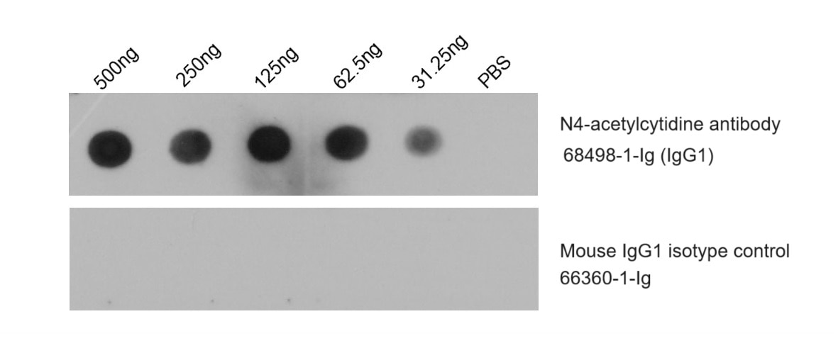 Dot Blot experiment of HeLa cells using N4-acetylcytidine Monoclonal antibody (68498-1-Ig)